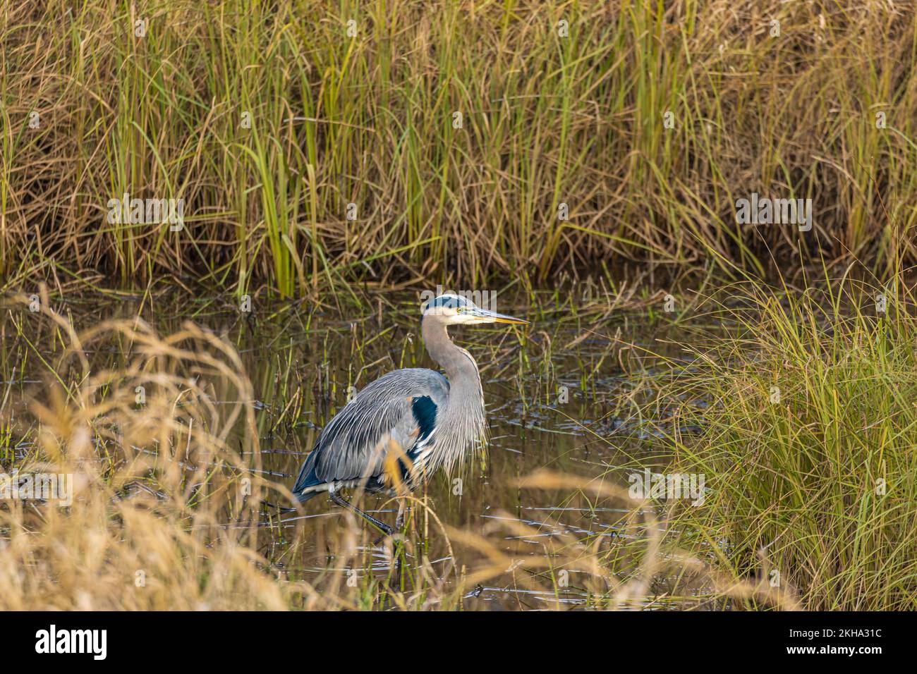 Great Blue Heron. This beautiful bird hunts in the water along the banks of the river. Great Blue Heron at the lake. Nobody, selective focus Stock Photo