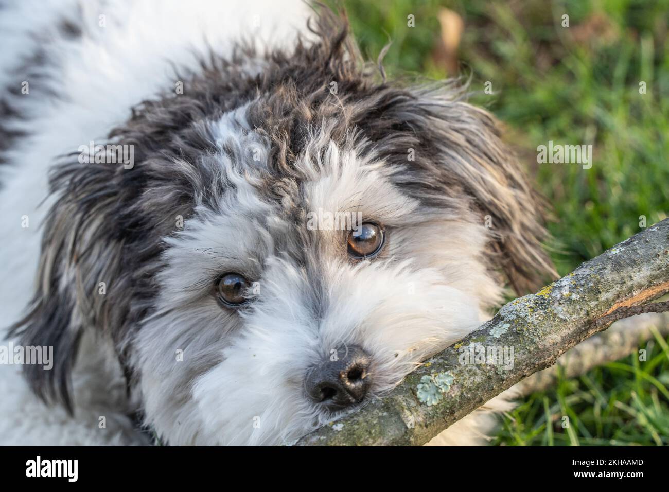 Adorable black and white puppy biting on a big stick. Stock Photo