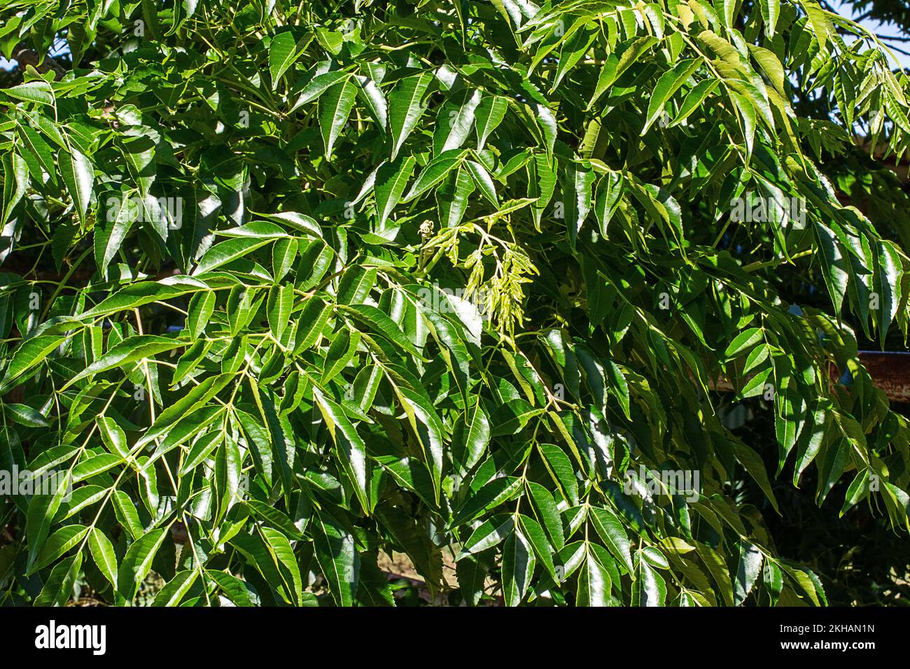 New Soring leaves of the White Cedar tree Melia azedarach. Stock Photo