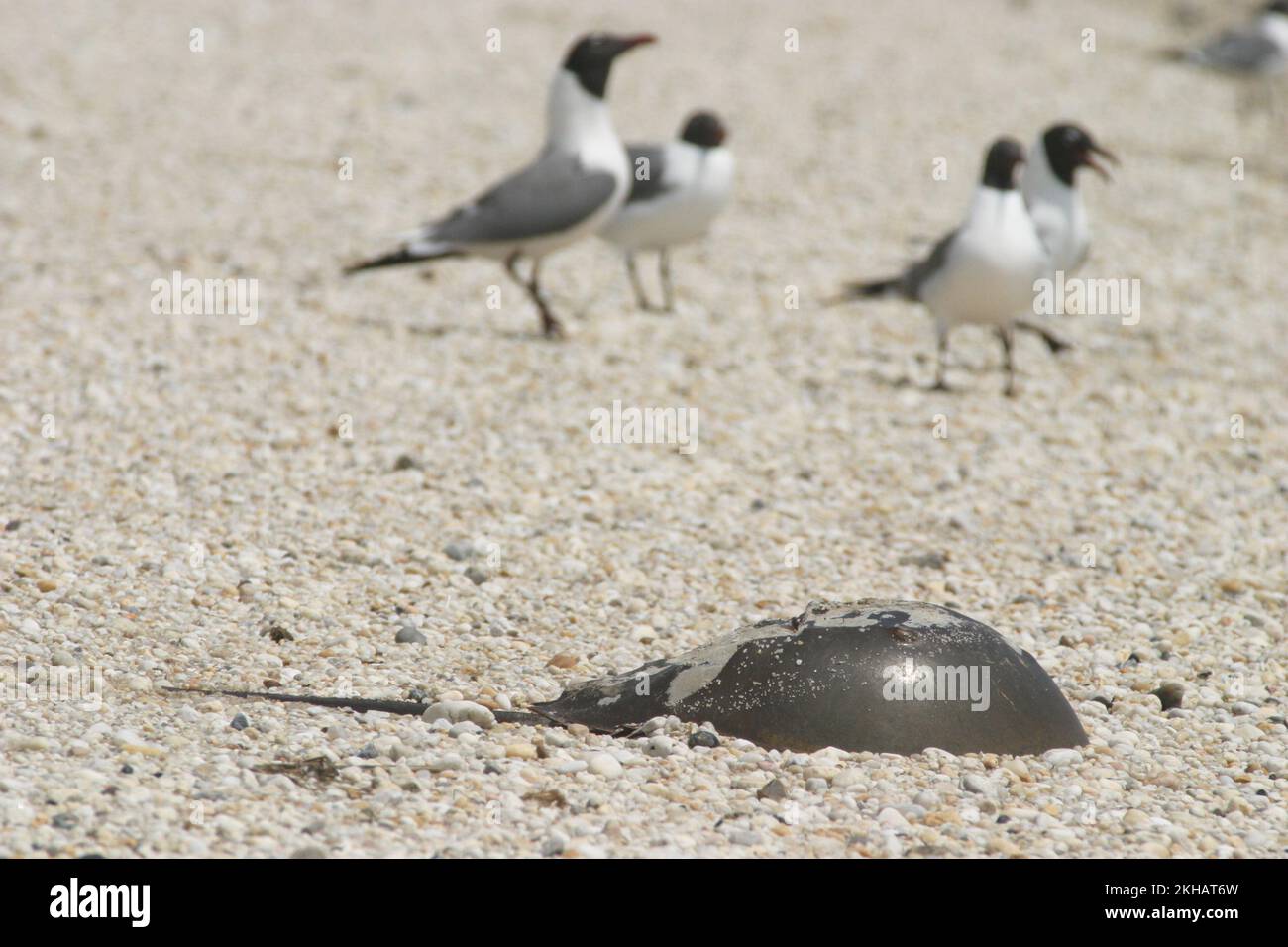 Gandy’s beach new jersey hires stock photography and images Alamy