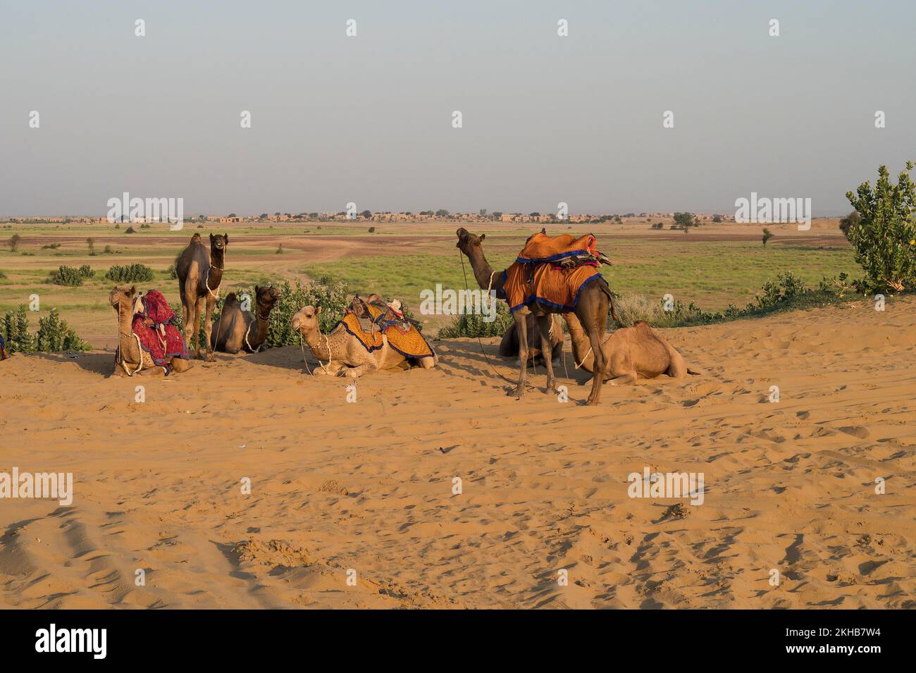 Rajasthan Camel Polo Miniature Artwork Handmade Indian Royal Sport