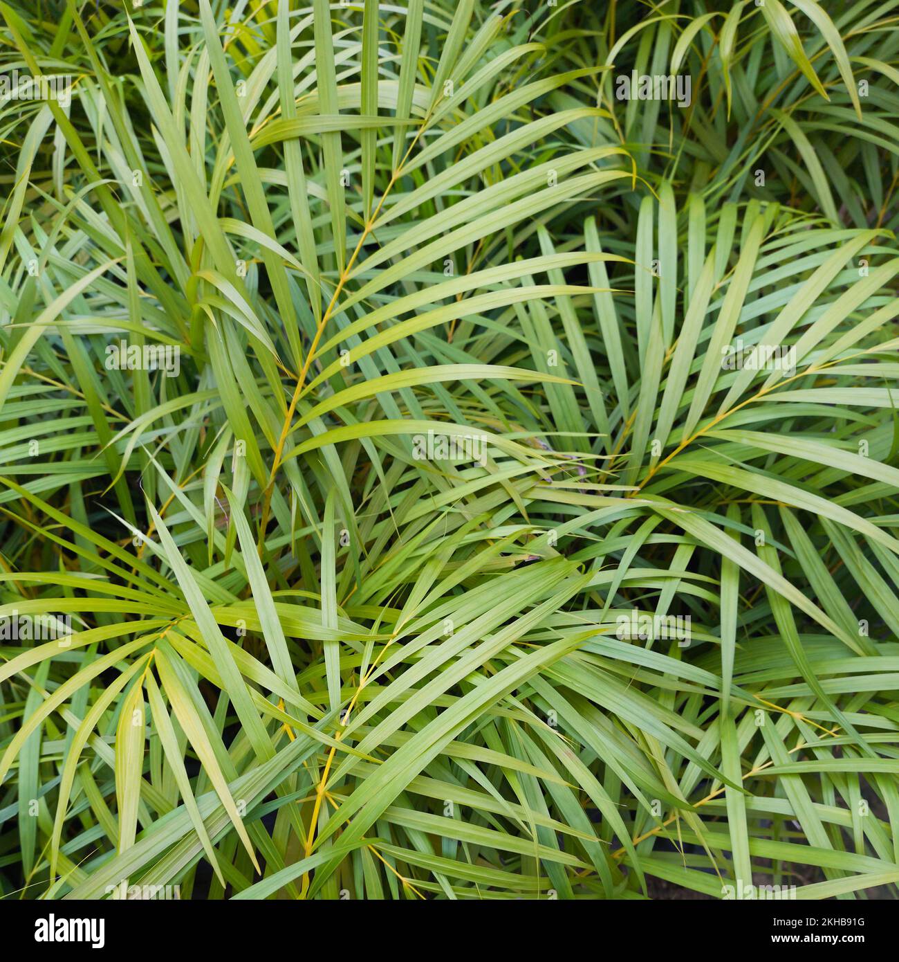 abstract of palm leaves, tropical green foliage, garden or forest background in full frame, close-up in selective focus, environmental concept Stock Photo