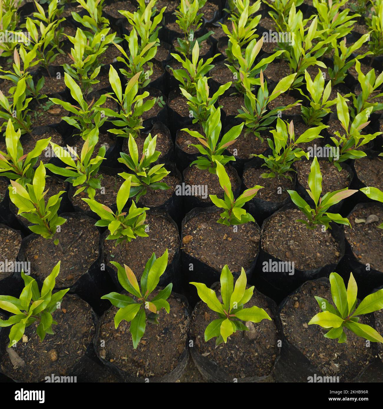 growing young cloves plants, plant nursery in grow bags full frame