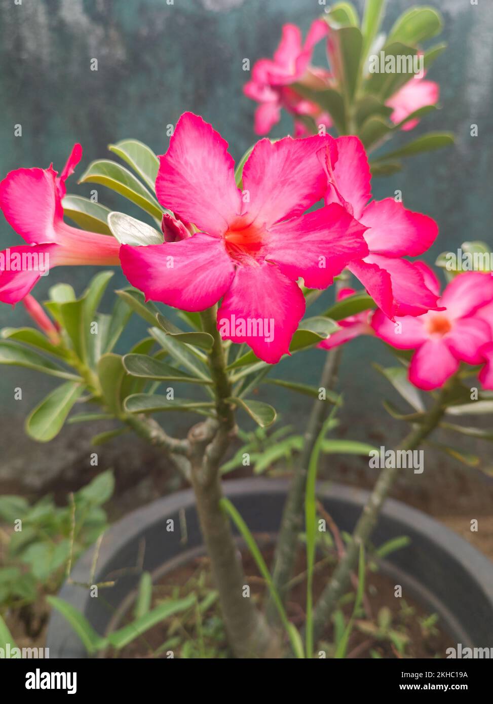 desert rose or adenium obesum plant flowers, slow growing vibrant pink and red ornamental