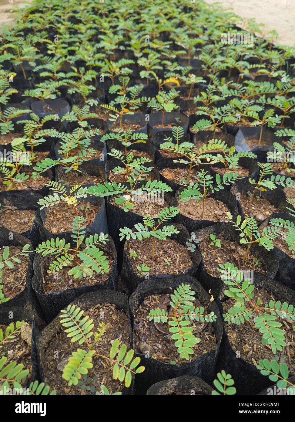 https://c8.alamy.com/comp/2KHC9M1/growing-young-vegetable-hummingbird-plants-sesbania-grandiflora-plant-nursery-in-grow-bags-selective-focus-2KHC9M1.jpg