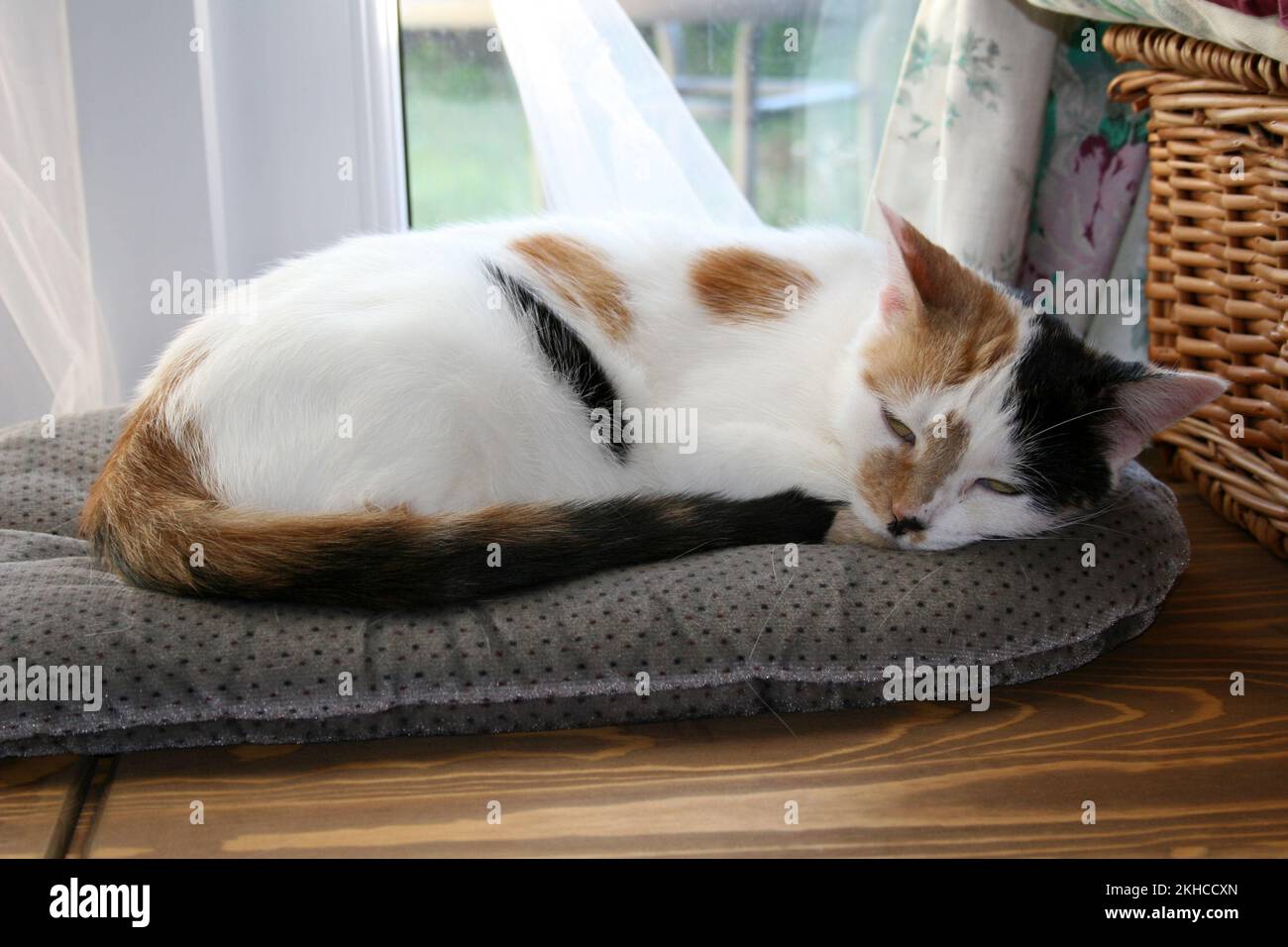 tortoiseshell black and white cat sleeping peacefully on cushion Stock Photo