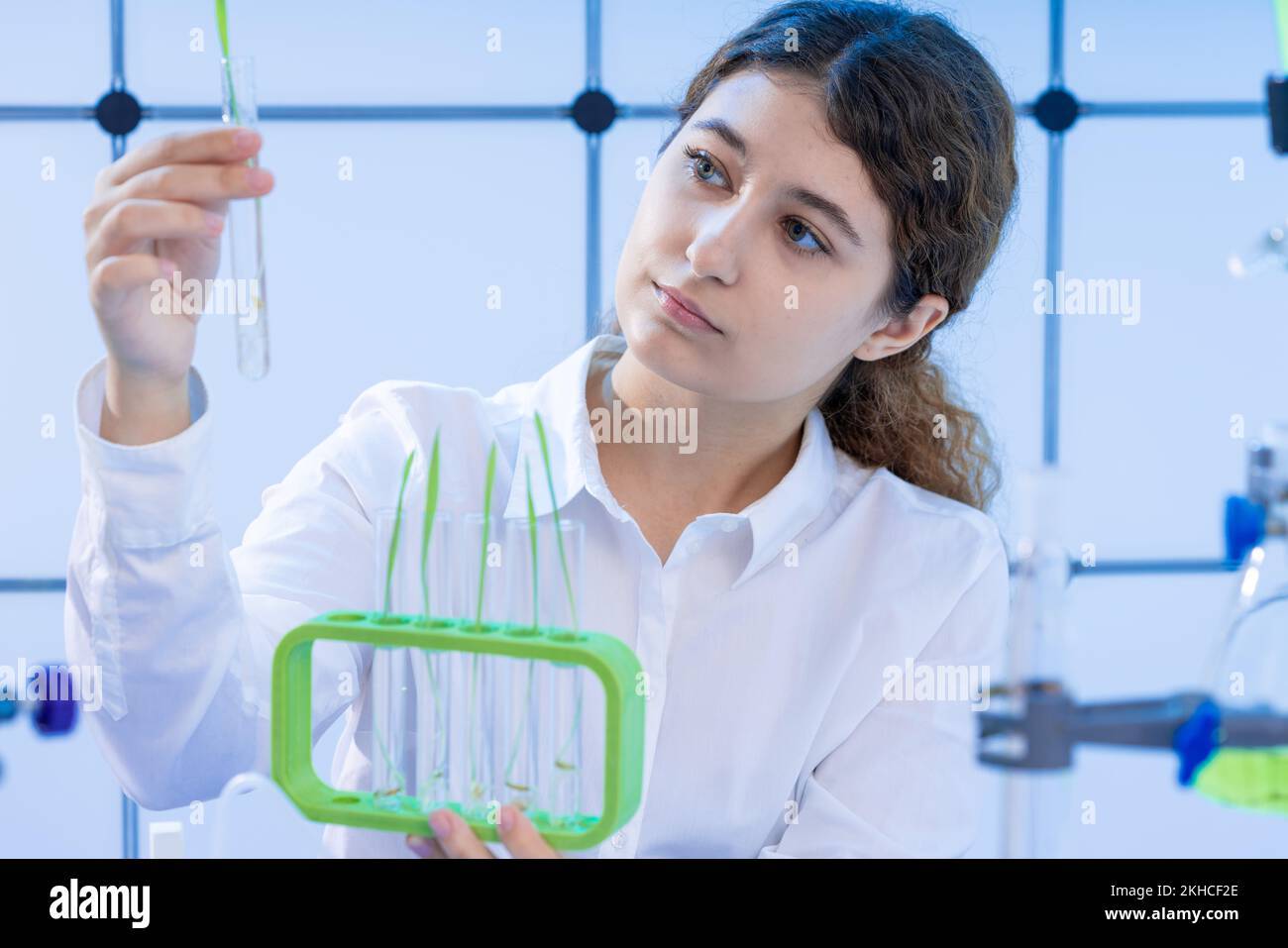 young adult woman scientist doing experiment with wheat sprouts in genetic modification laboratory Stock Photo