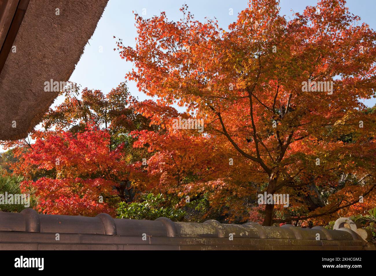 Thatched roof temple autumn color Kamakura Japan Stock Photo - Alamy