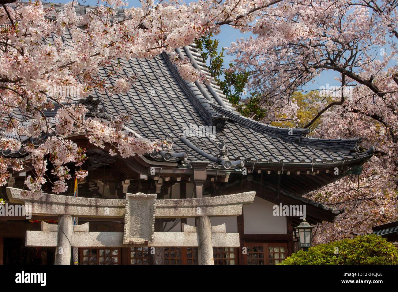 Sakura trees blooming over a Tori gate at the Honmonji Temple in Ikegami, Tokyo, Japan Stock Photo
