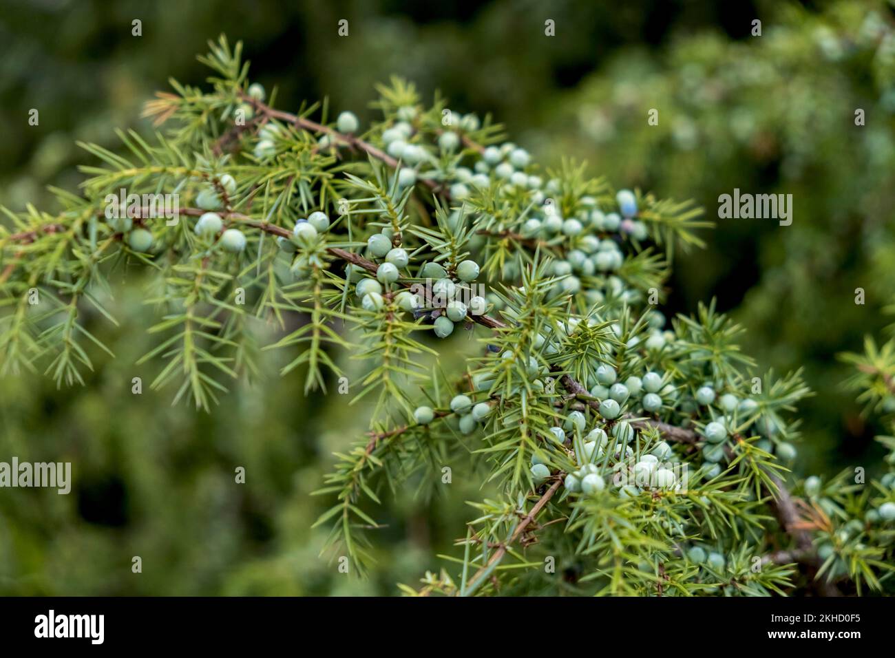 Common juniper (Juniperus communis), juniper bush with ripe and unripe