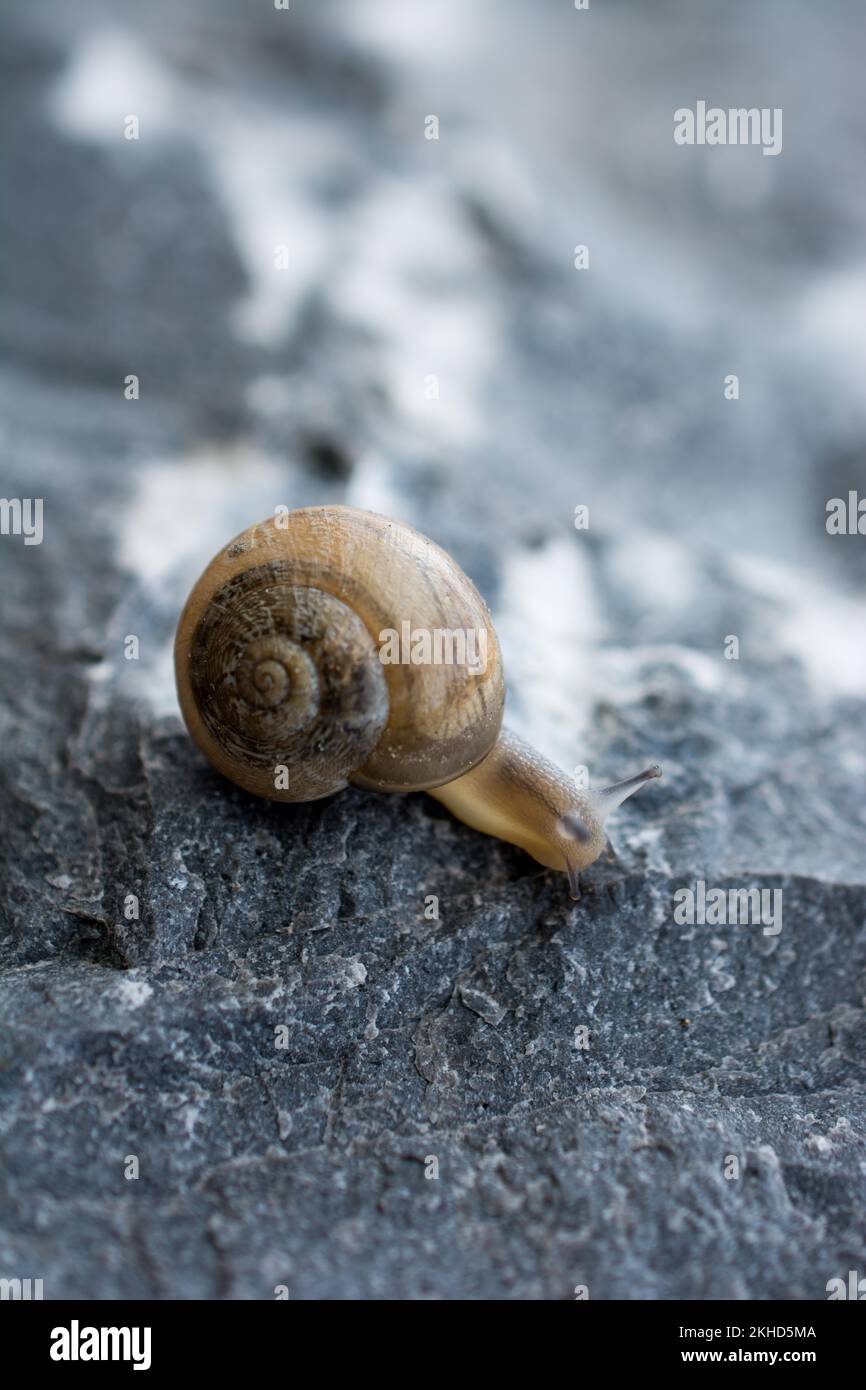 The snail slides up down the stony ground Stock Photo