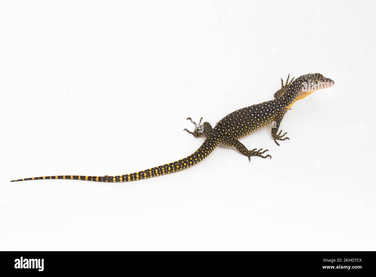 The mangrove monitor or Western Pacific monitor lizard (Varanus indicus