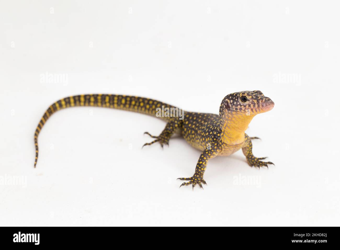The mangrove monitor or Western Pacific monitor lizard (Varanus indicus) isolated on white background Stock Photo