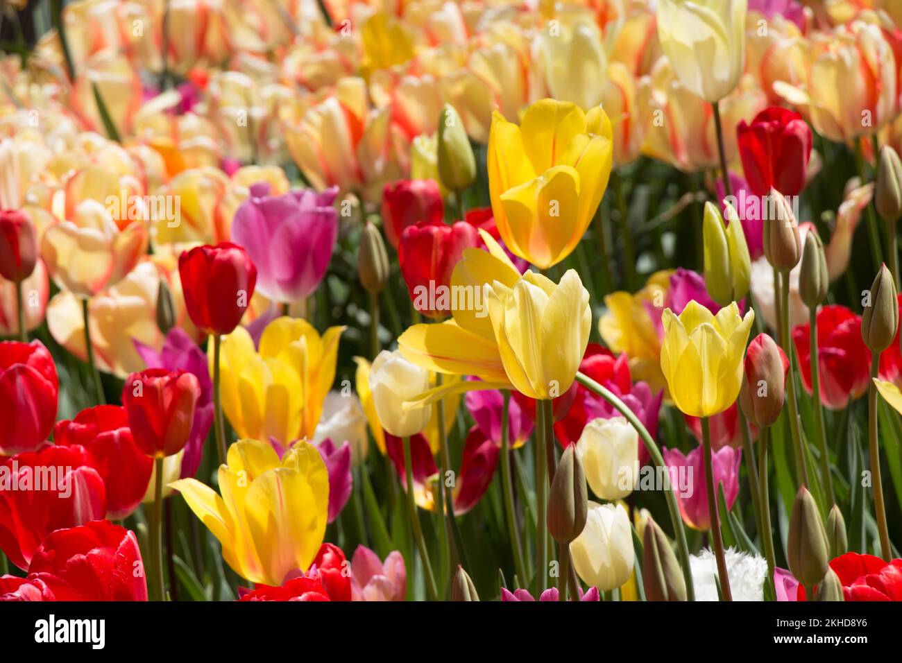 Blooming colorful tulip flowers in garden as floral background Stock ...