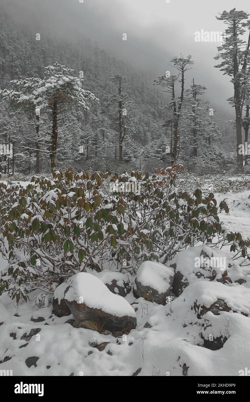 snow covered coniferous forest and alpine bushes in yumthang valley in