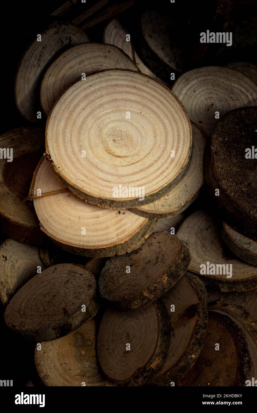 Wood Logs cut in round thin pieces on a white background Stock Photo