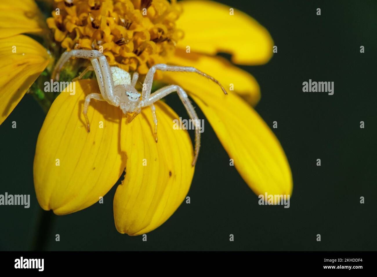 White crab spider on flower hi-res stock photography and images - Alamy