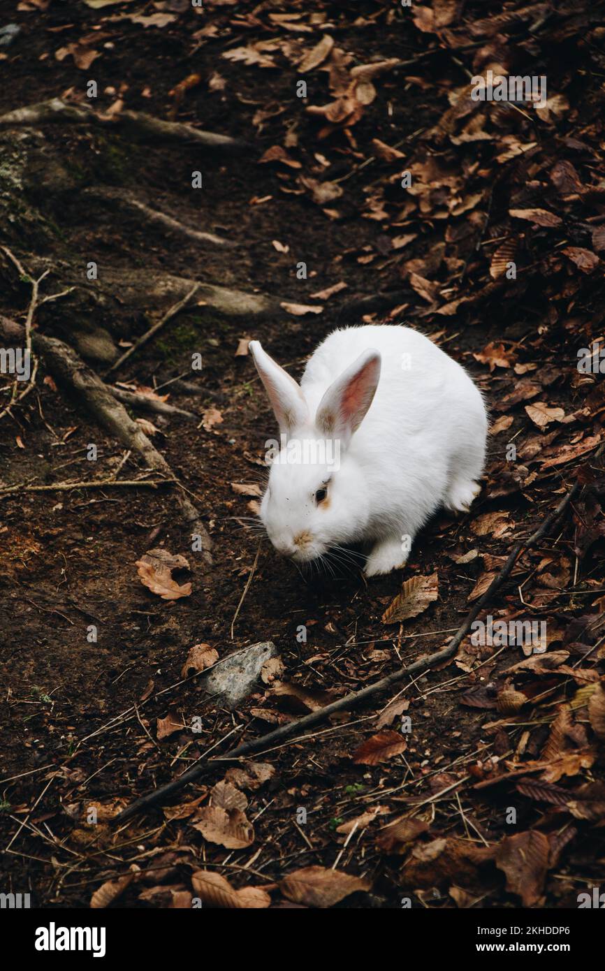 White Rabbit Walk Rabbit walking hi-res stock photography and images - Alamy