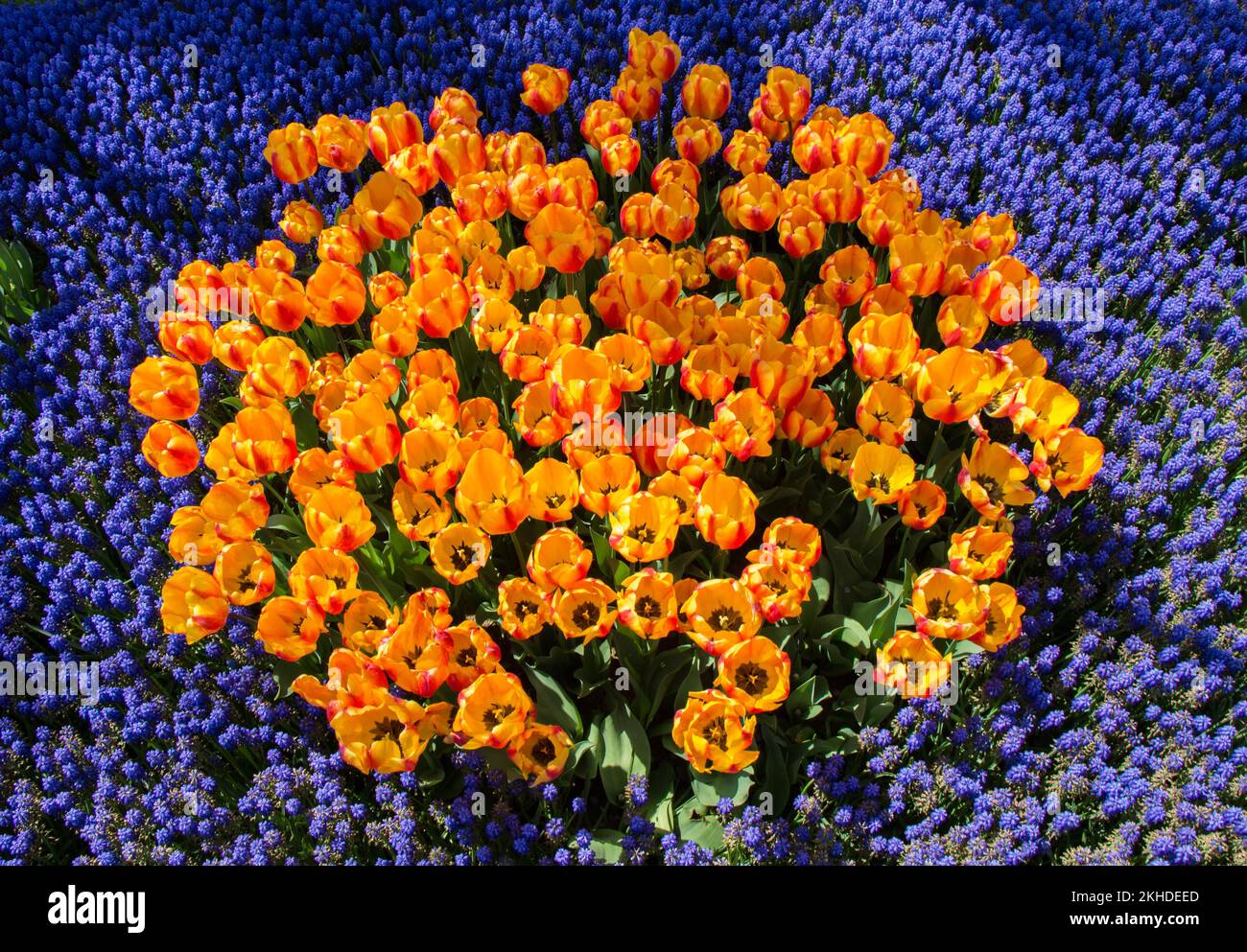 Blooming colorful tulip flowers in garden as floral background Stock ...