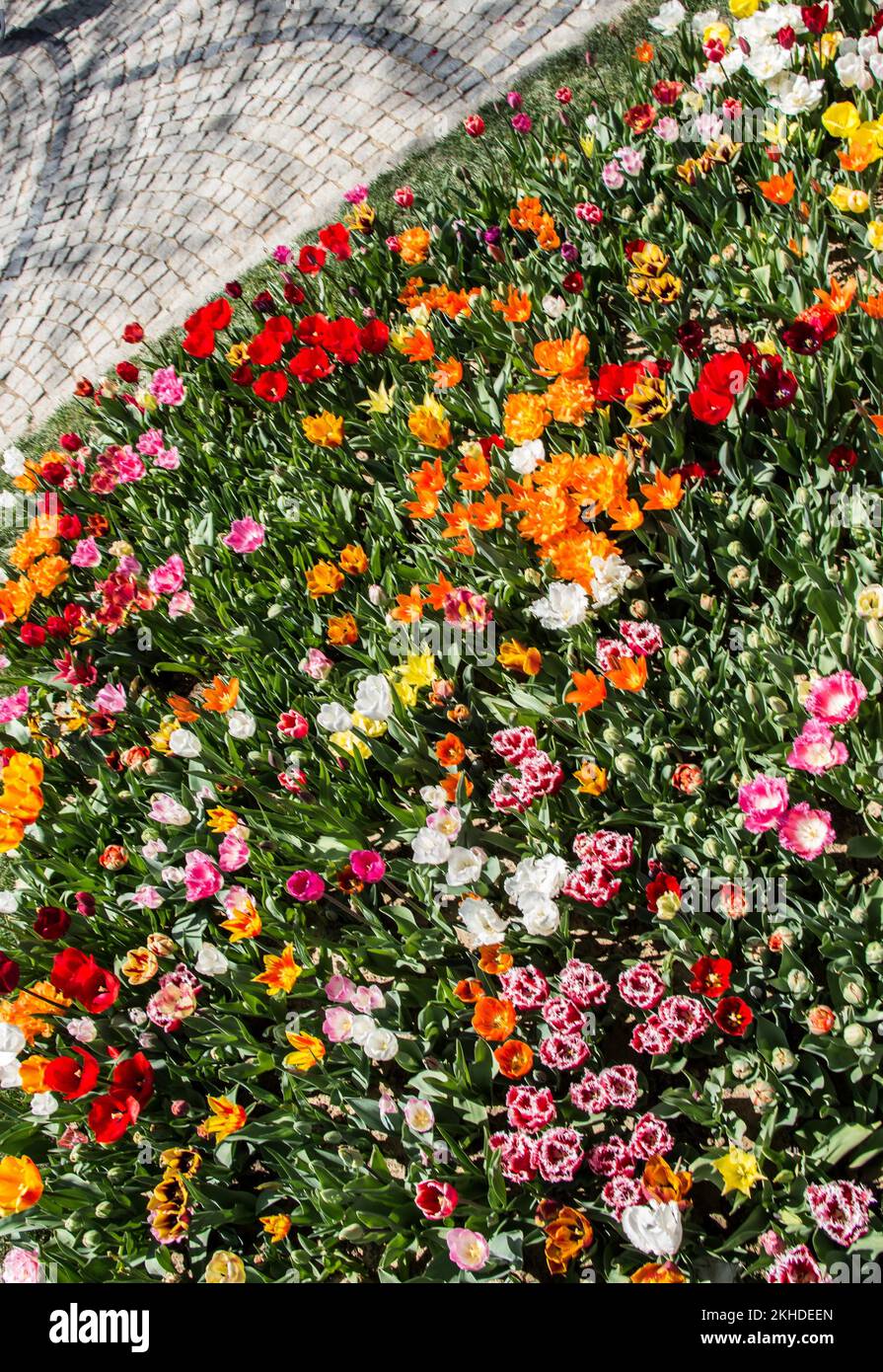 Blooming colorful tulip flowers in garden as floral background Stock ...