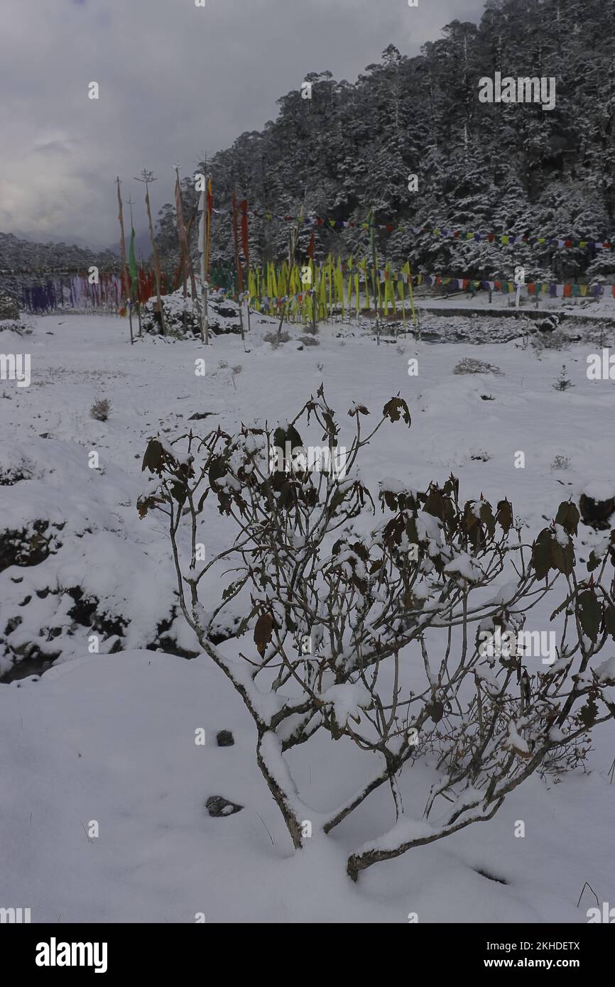beautiful snow covered yumthang valley in winter season, scenic