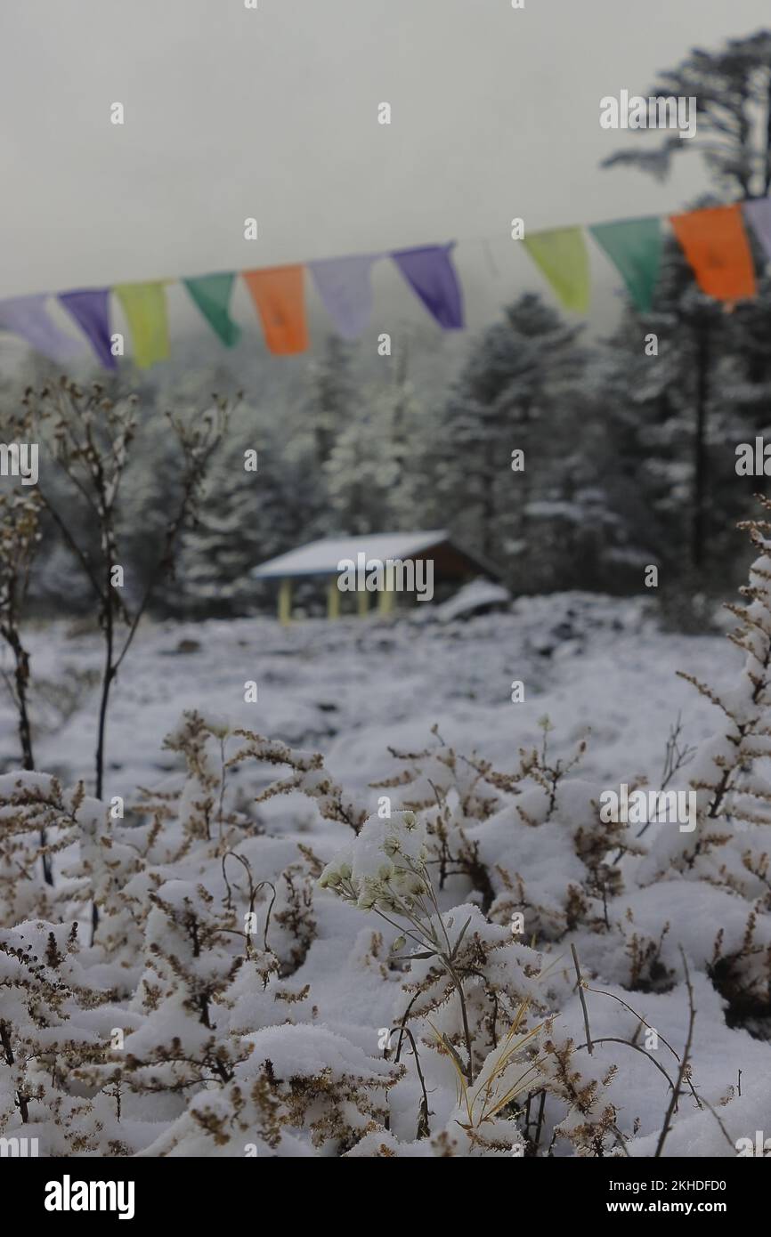 beautiful snow covered yumthang valley in winter season, scenic