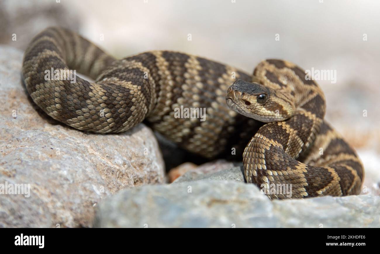 Juvenile Black-tailed Rattlesnake (Crotalus molossus) with full belly Stock Photo