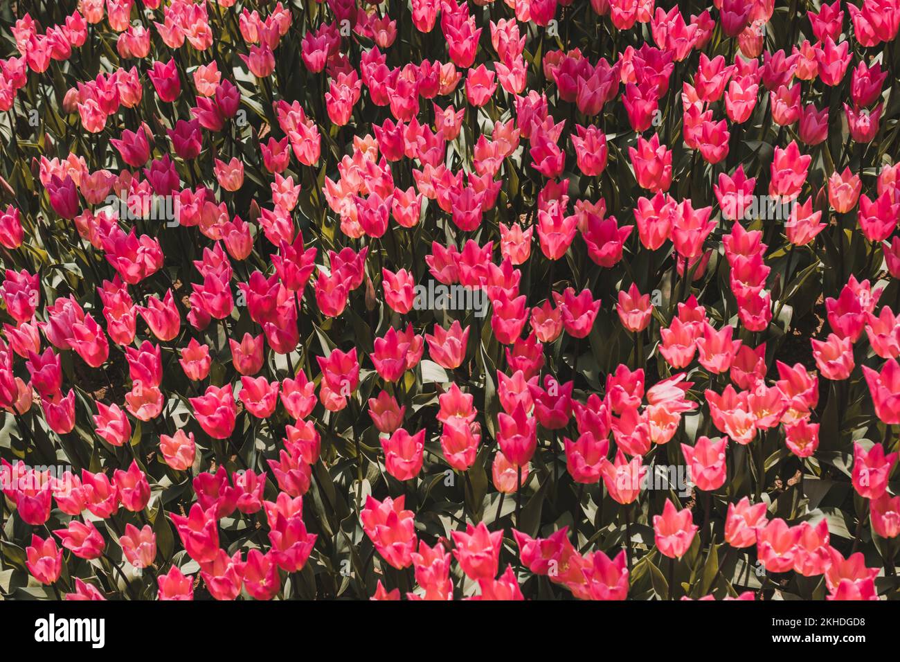 Blooming colorful tulip flowers in garden as floral background Stock ...