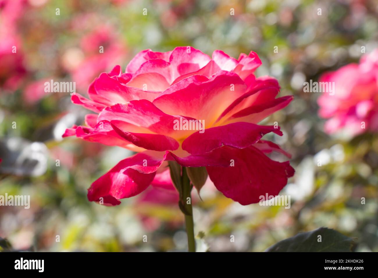 Beautiful colorful Rose Flower on garden background Stock Photo - Alamy
