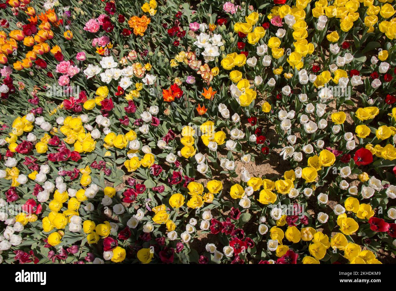 Blooming colorful tulip flowers in garden as floral background Stock ...