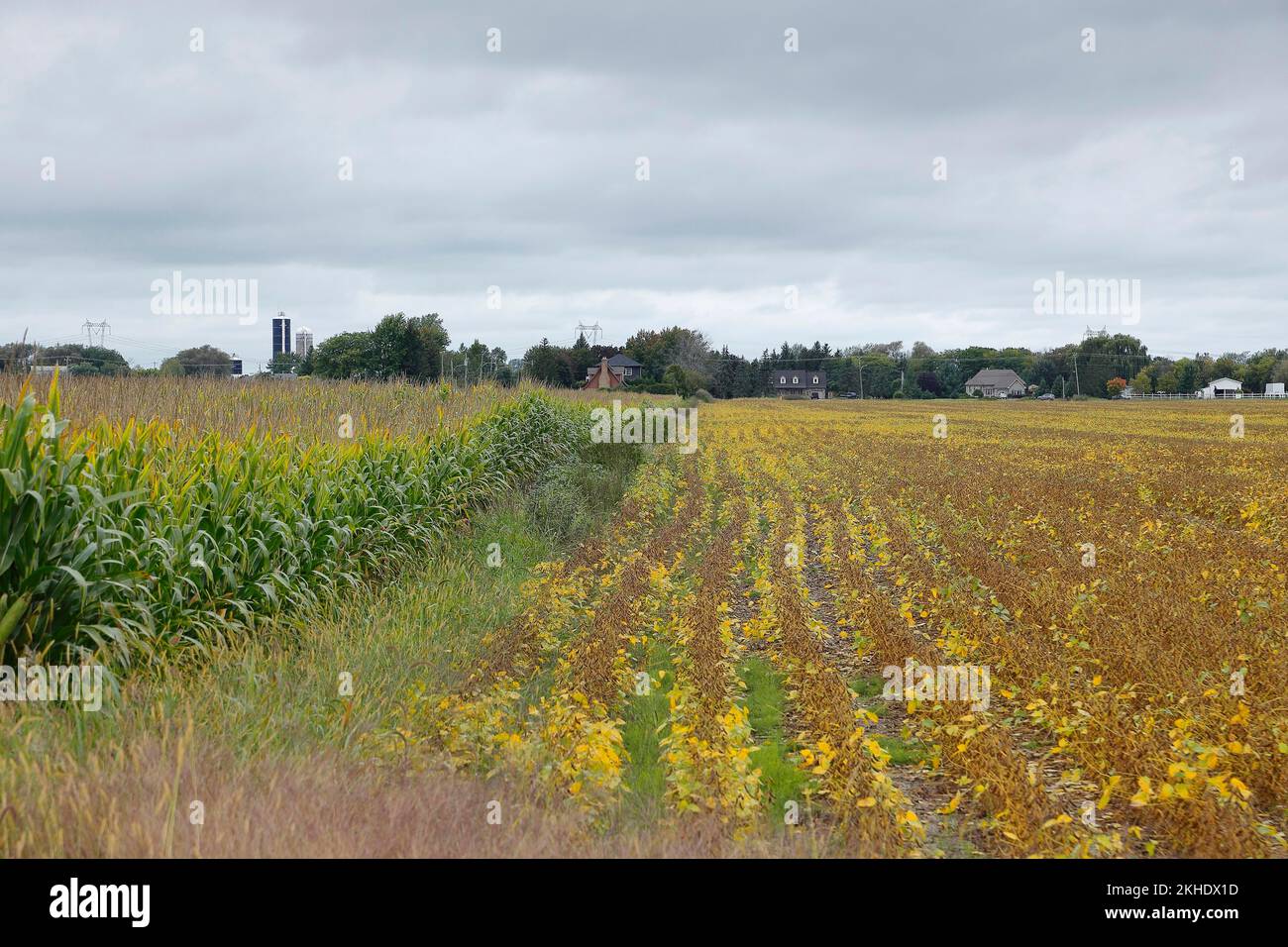 Agriculture, corn and soy field, Province of Quebec, Canada, North America Stock Photo