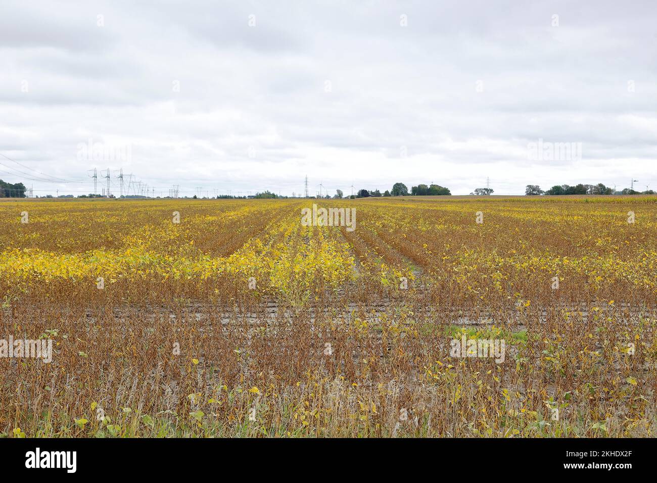 Agriculture, soy field, Province of Quebec, Canada, North America Stock Photo