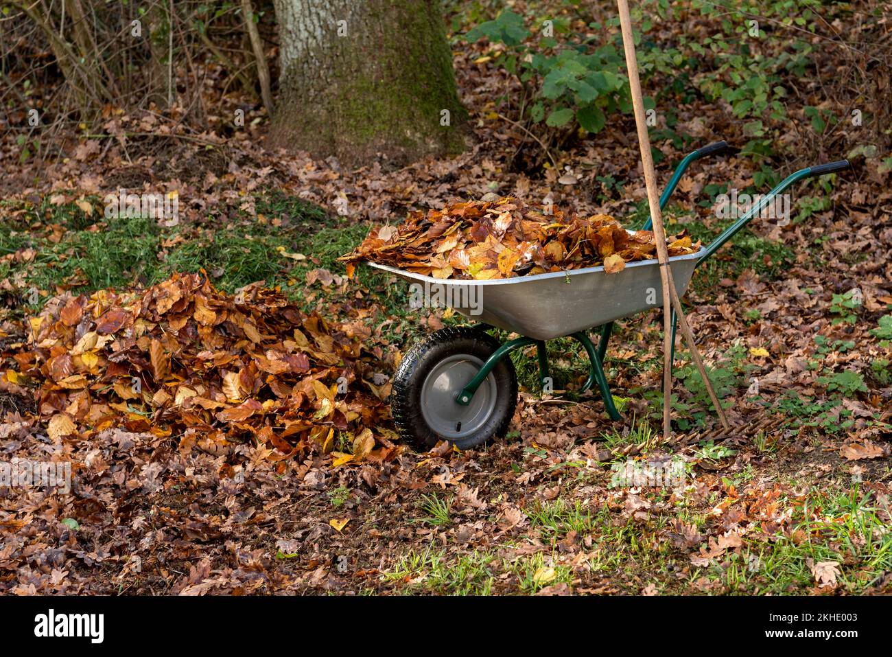 Autumn leaves in wheelbarrow with old rake in garden, hay rake with wooden tines, autumn coloured leaves, foliage, Germany, Europe Stock Photo