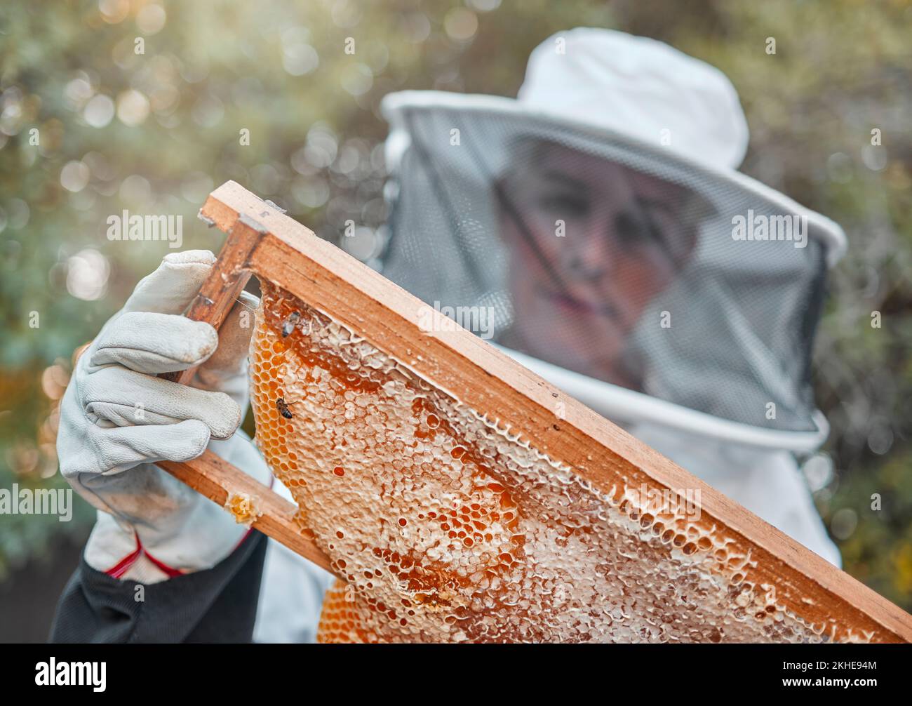 Bee farm, woman and honeycomb harvest with a farmer or garden worker in a safety suit. Sustainability, ecology and agriculture work of a employee with Stock Photo