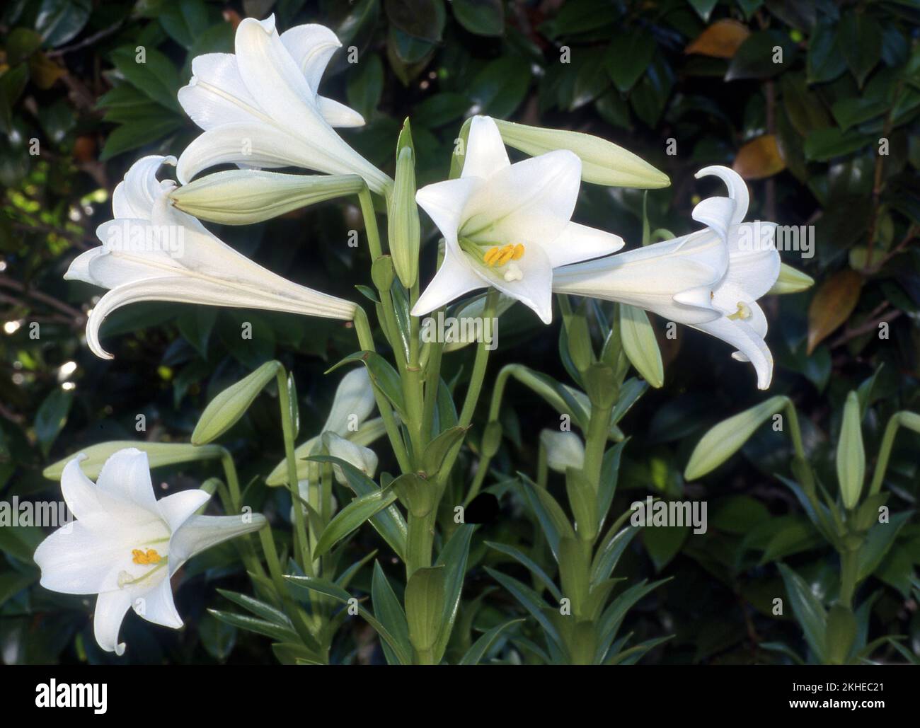 LILIUM LONGIFLORUM  FLOWERS ALSO KNOWN AS EASTER OR NOVEMBER LILIES. Stock Photo