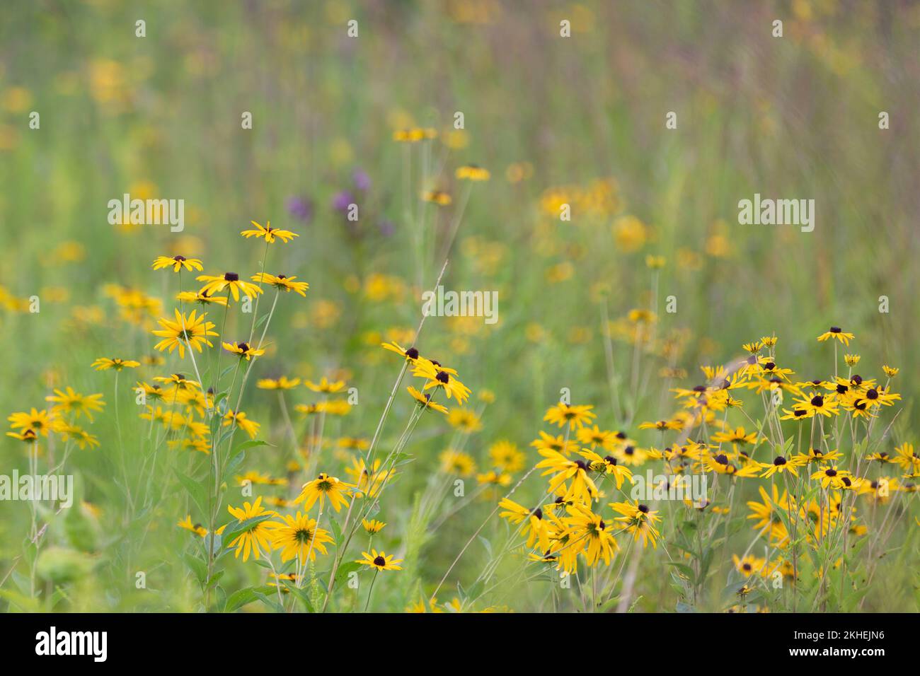 Wild black-eyed Susans grow among the grasses of Eagle Marsh near Fort Wayne, Indiana, USA. Stock Photo