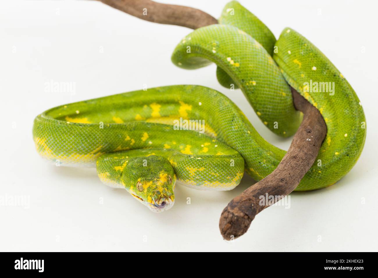 Green Tree Python Morelia viridis snake biak isolated on white ...