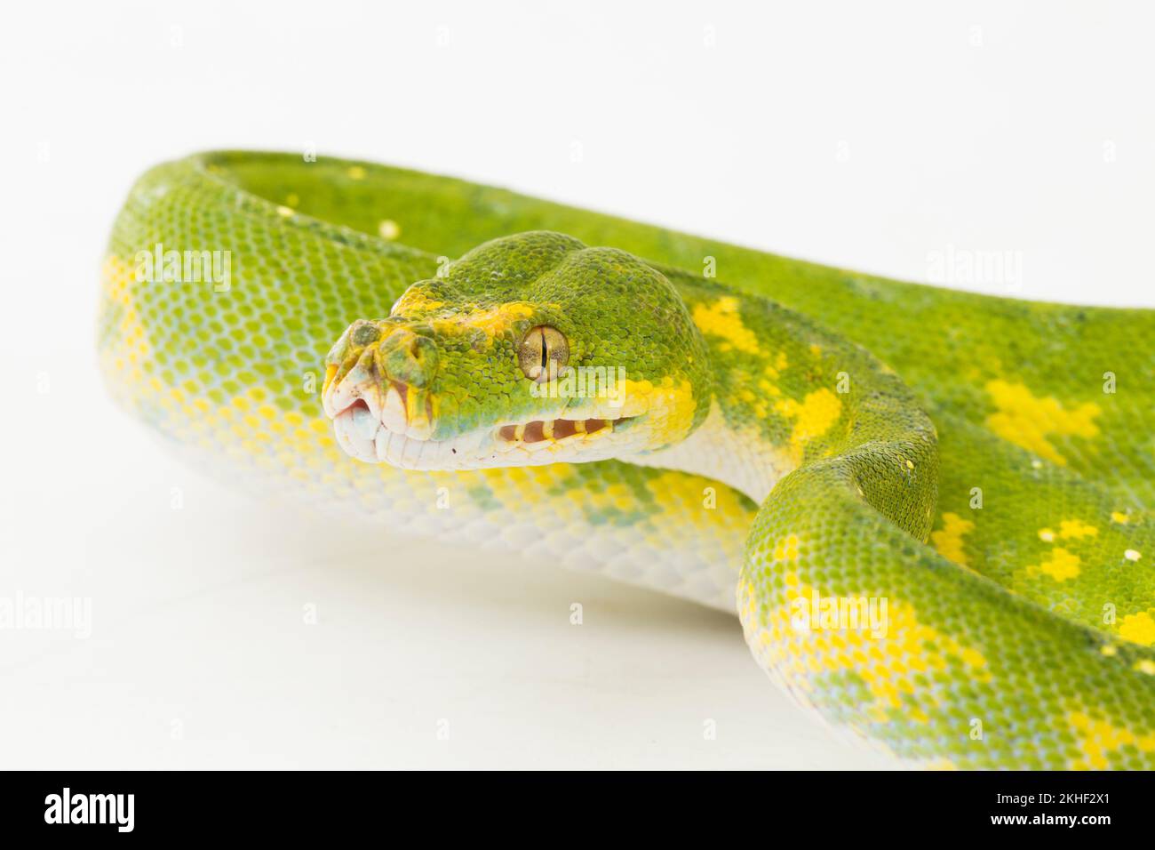 Green Tree Python Morelia viridis snake biak isolated on white ...
