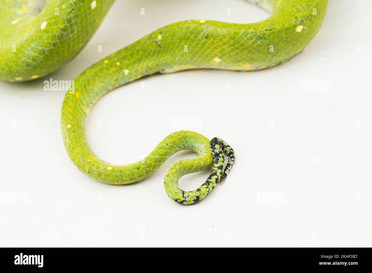 Green Tree Python Morelia viridis snake biak isolated on white background Stock Photo