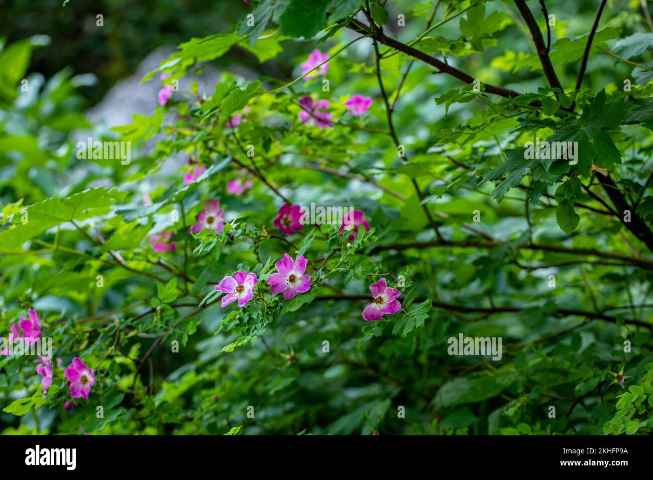 Mountain rose rosa pendulina hi-res stock photography and images - Alamy