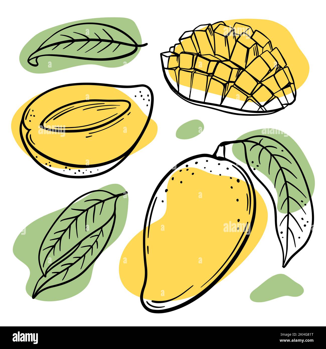 FRESH MANGO Abstract Delicious Tropical Fruits With Leaves And Cut In Half For Design Your Store And Restaurant Menu Hand Drawn In Sketch Vector Illus Stock Vector