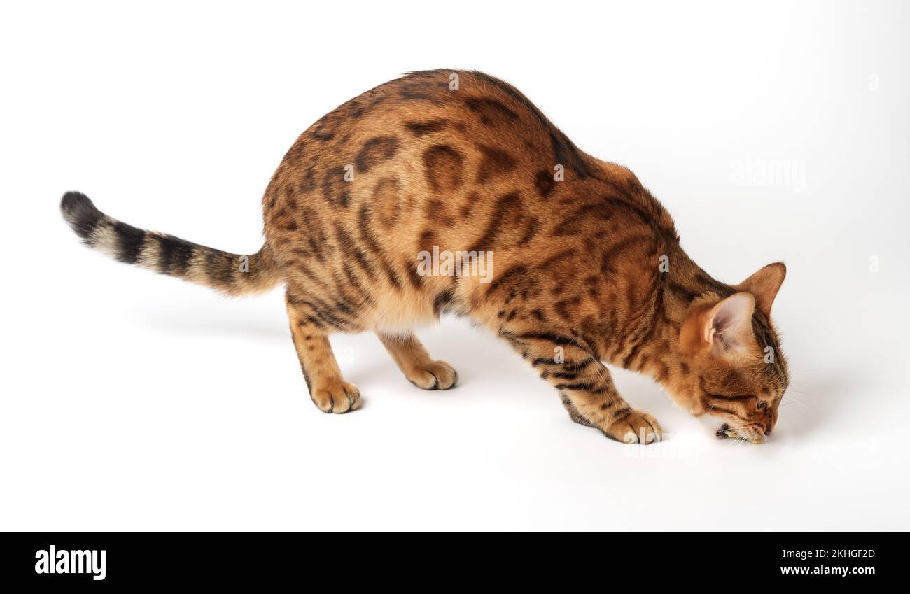 Bengal cat eats on a white background. Hungry pet in the process of eating Stock Photo Alamy