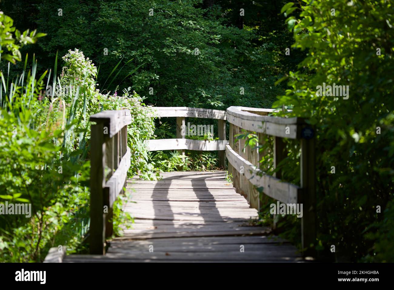 Wooden bridge surrounded trees hi-res stock photography and images - Alamy