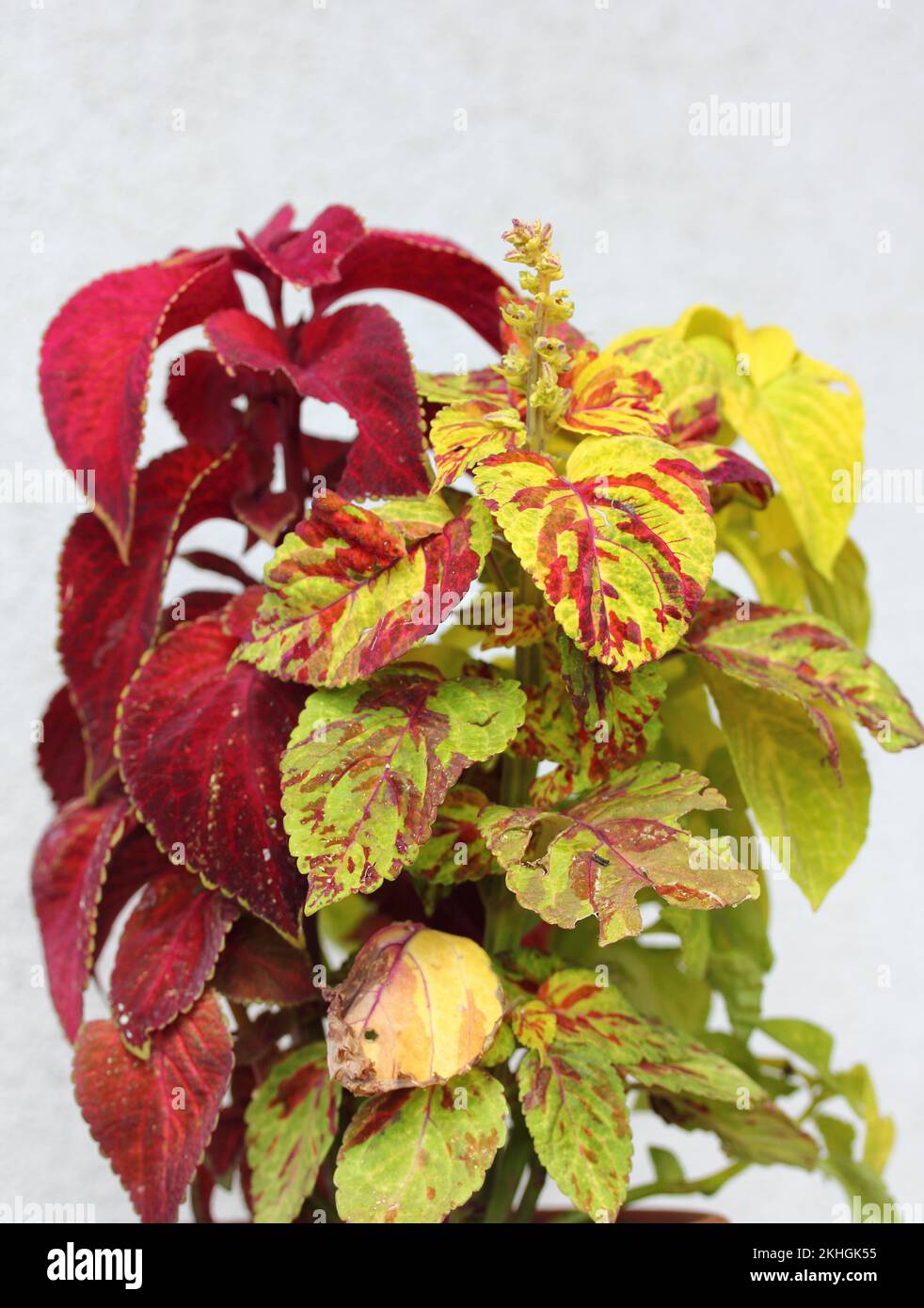 The coleus is a plant from the mint family (Lamiaceae Stock Photo Alamy
