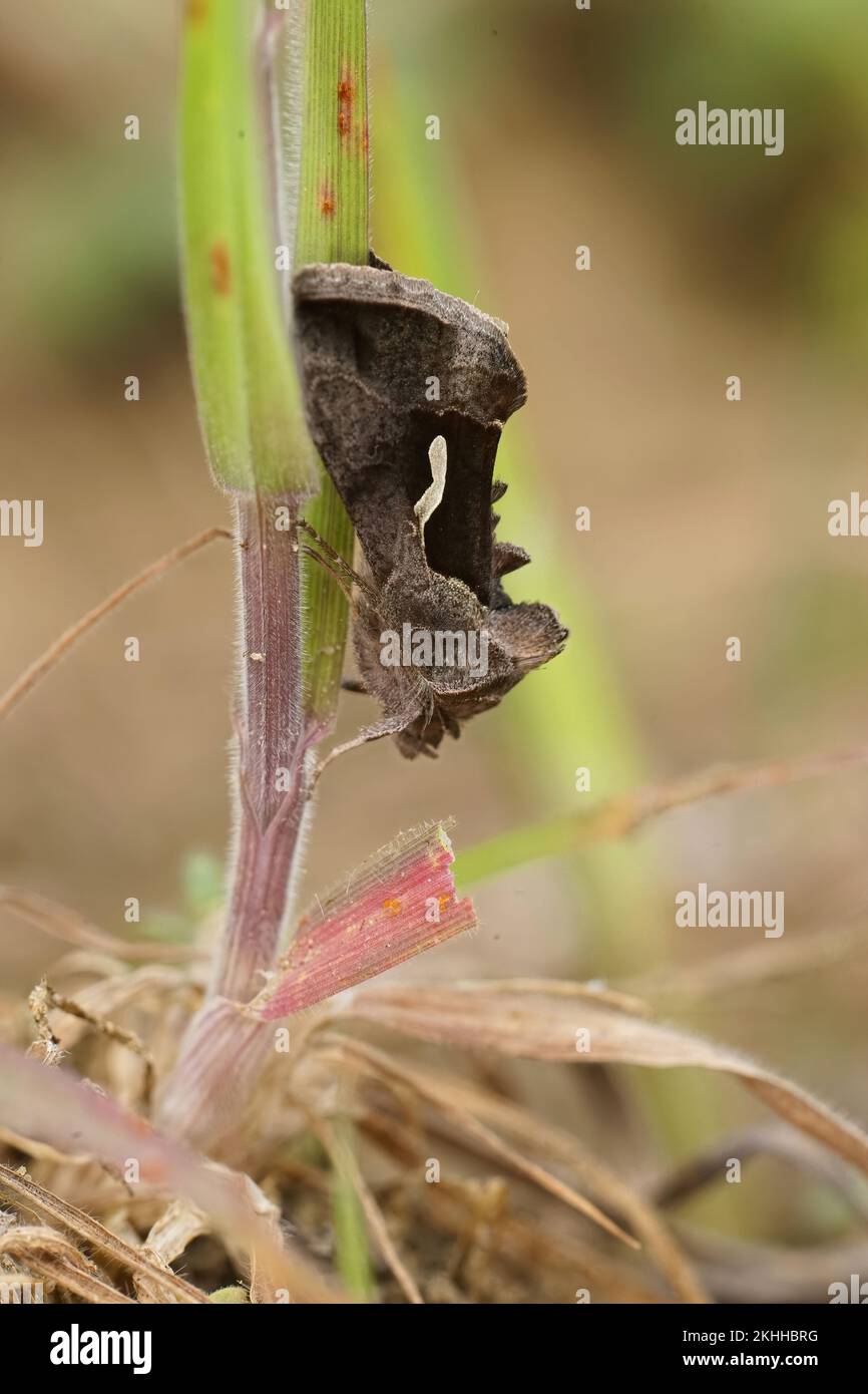 Natural vertical closeup on a Dewick's Plusia moth, Macdunnoughia confusa Stock Photo