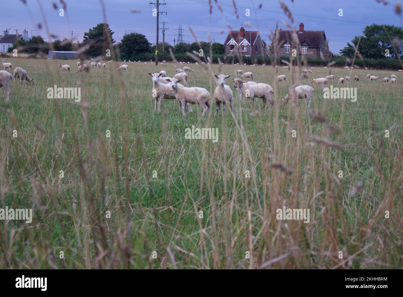 An aerial view of flock of sheep in greenery field Stock Photo - Alamy