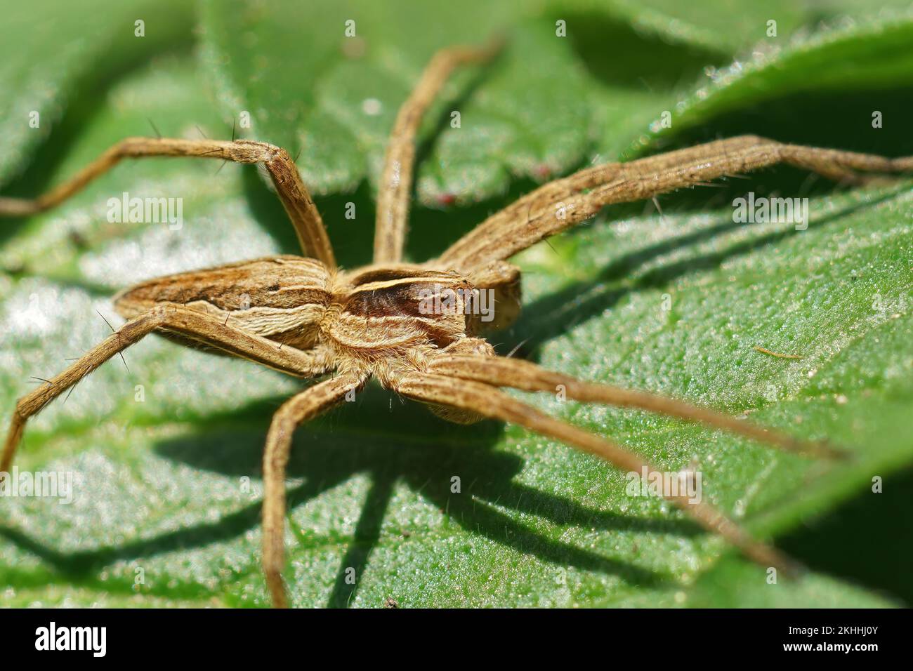 Natural closeup shot of a sunbathing Nursery web spider, Pisaura mirabilis, on a green leaf Stock Photo