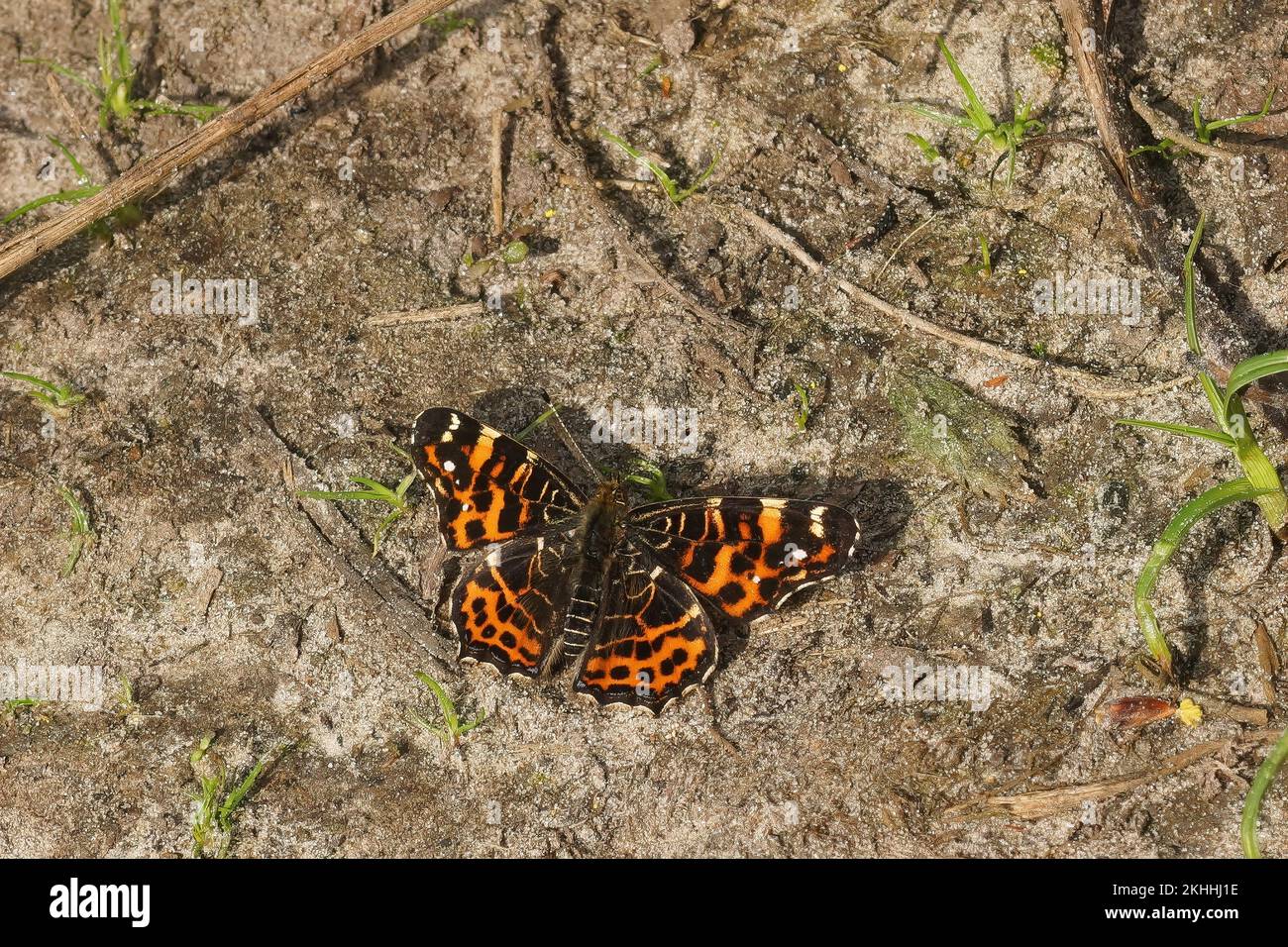 Natural closeup on the the map butterfly, Araschnia levan sitting with spread wings on the ground Stock Photo