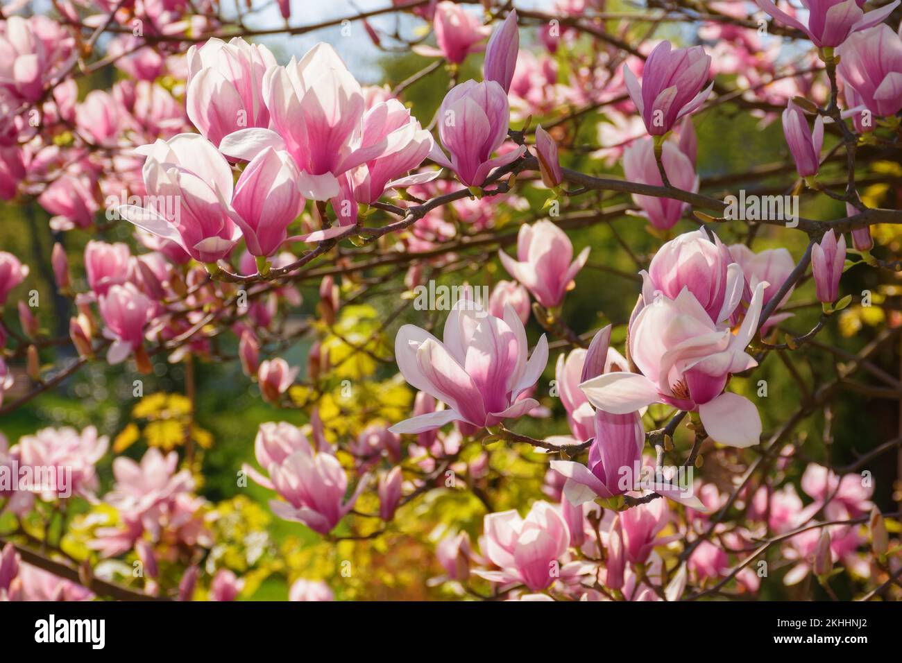 spring garden scenery with magnolia. romantic nature background on a ...