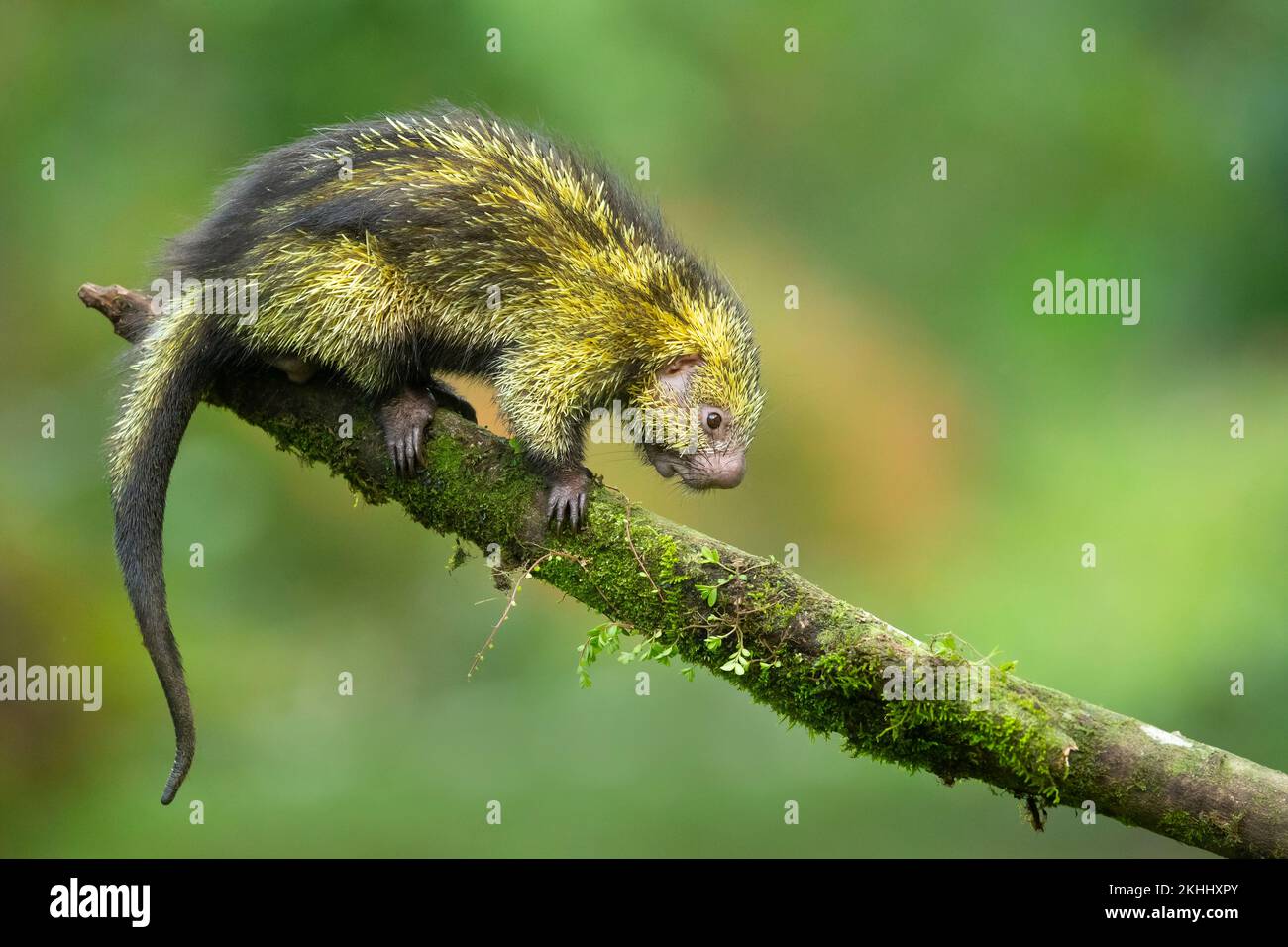 Mexican hairy dwarf porcupine Stock Photo